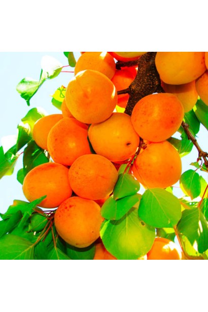 Абрикос Харгранд пізній | Абрикос Харгранд поздний | Prunus armeniaca Hargrand